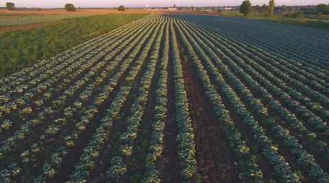 Aero Flight over the cabbage field in sunset Stock Footage 53210534