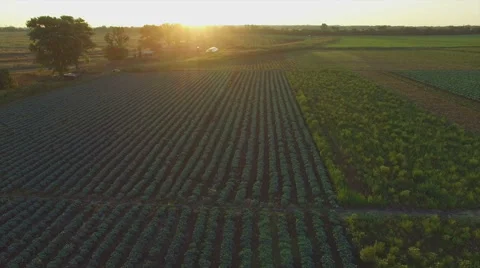 Aero Flight over the cabbage field in sunset Stock Footage 53213504