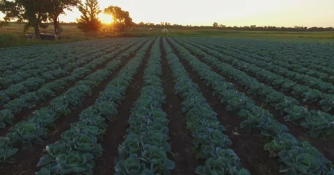 Aero Flight over the cabbage field in sunset Stock Footage 53522552