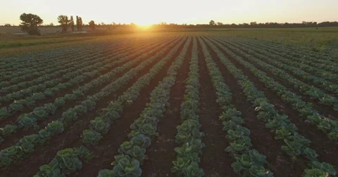 Aero Flight over the cabbage field in sunset Stock Footage 53522611
