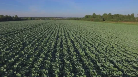 Aero Flight over the cabbage field Stock Footage 68539499