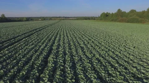 Aero Flight over the cabbage field Stock Footage 68539541