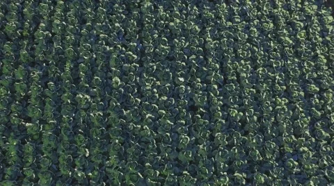 Aero Flight over the cabbage field Stock Footage 68539572