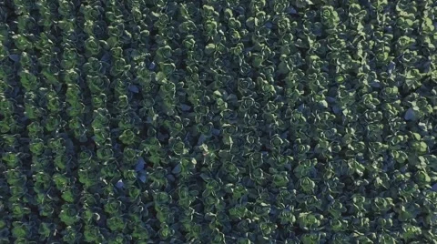 Aero Flight over the cabbage field Stock Footage 68539608