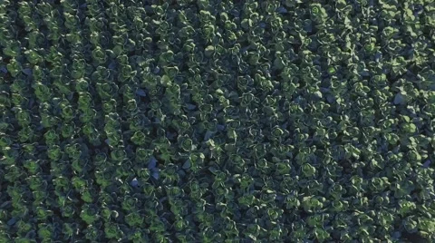 Aero Flight over the cabbage field Stock Footage 68539666