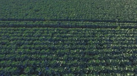 Aero Flight over the cabbage field Stock Footage 68539716