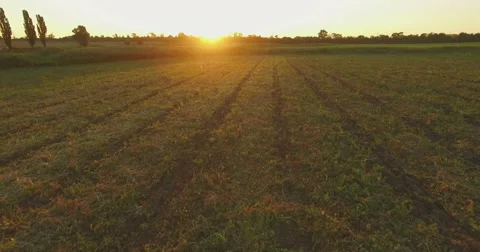 Aero Flight over the clear field in sunset Stock Footage 53522543