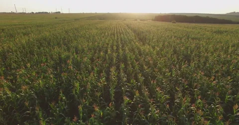 Aero Flight over the corn field in sunset Stock Footage 53105255
