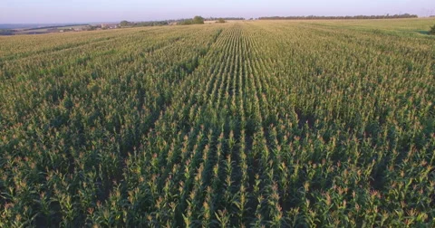 Aero Flight over the corn field in sunset Stock Footage 53106824