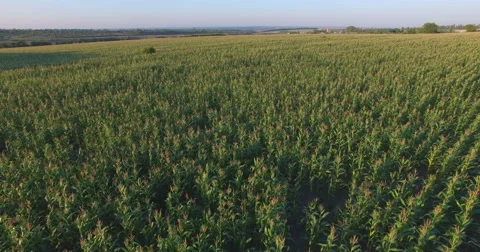 Aero Flight over the corn field in sunset Stock Footage 53107883
