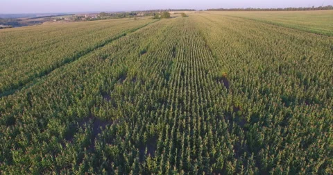 Aero Flight over the corn field in sunset Stock Footage 53108454