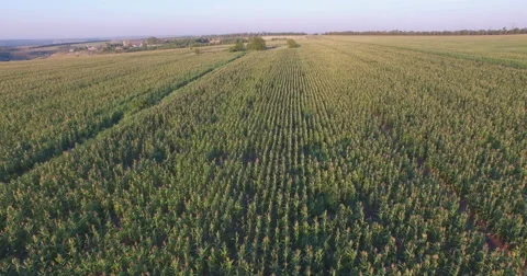 Aero Flight over the corn field in sunset Stock Footage 53108460