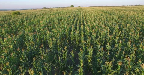 Aero Flight over the corn field in sunset Stock Footage 53109157