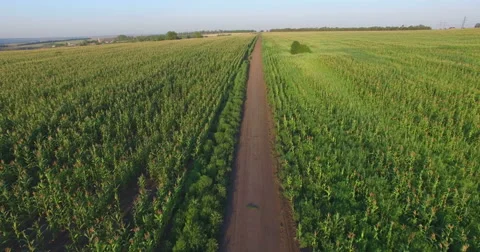 Aero Flight over the corn field in sunset Stock Footage 53111268