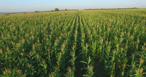 Aero Flight over the corn field in sunset Stock Footage 53113619