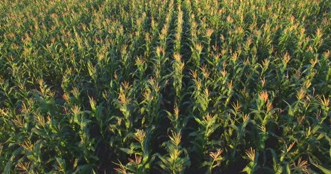 Aero Flight over the corn field in sunset Stock Footage 53113757