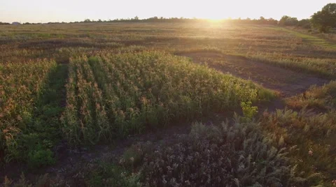 Aero Flight over the corn field in sunset Stock Footage 53529695
