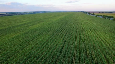 Aero Flight over the corn field in sunset Stock Footage 53990230
