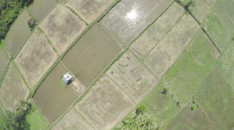 Aero Flight Over Rice fields, Ubud, Bali Stock Footage 64008154