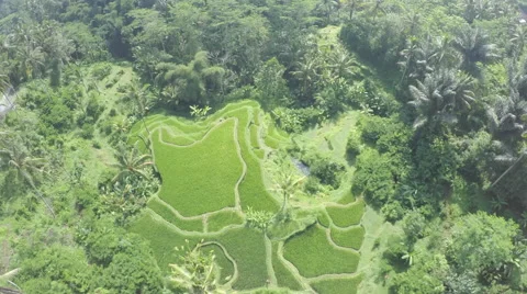 Aero Flight Over Rice fields, Ubud, Bali Stock Footage 64008194