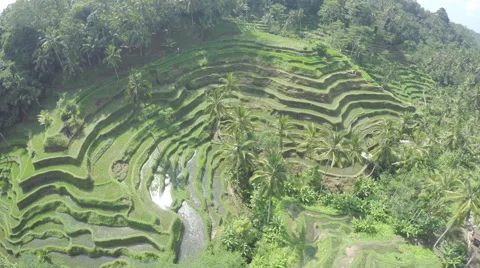Aero Flight Over Rice fields, Ubud, Bali Stock Footage 64008883