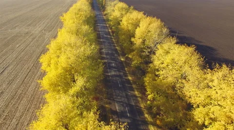 Aero Flight over the road between fields. Autumn colors. Stock Footage 56688959
