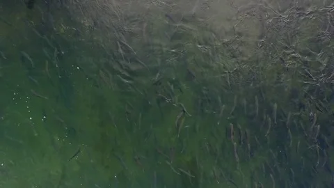 Aero flight over the sockeye. Видео 77635472