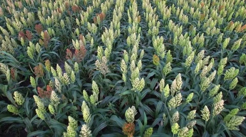 Aero Flight over the sorghum field in sunset Stock Footage 54151409