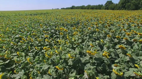 Aero Flight over the sunflower field sunny day Stock Footage 53245170
