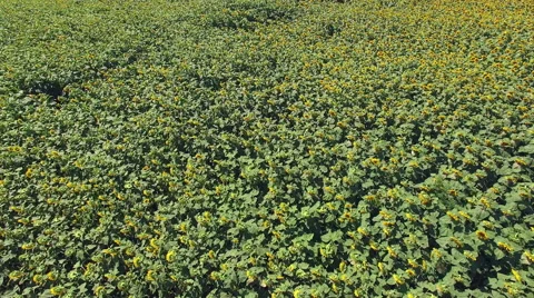 Aero Flight over the sunflower field sunny day Stock Footage 53246368