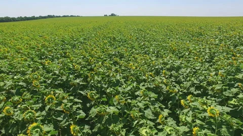 Aero Flight over the sunflower field sunny day Stock Footage 53530213