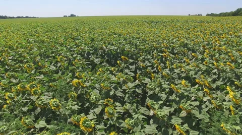 Aero Flight over the sunflower field sunny day Stock Footage 53539087