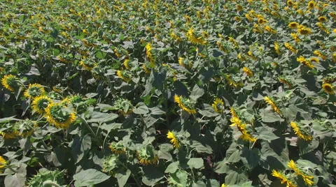 Aero Flight over the sunflower field sunny day Stock Footage 53608256