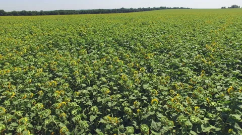 Aero Flight over the sunflower field sunny day Stock Footage 53612966
