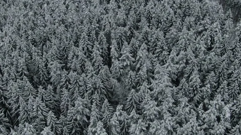 Aero flight over a wild spruce forest in winter. View from above. Video stock 146450670