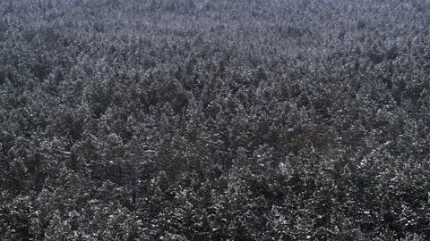 Aero frame forest, winter snow trees.cold Stock Footage 131515561