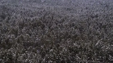 Aero frame,forest, winter, snow, trees, cold Stock Footage 131515418