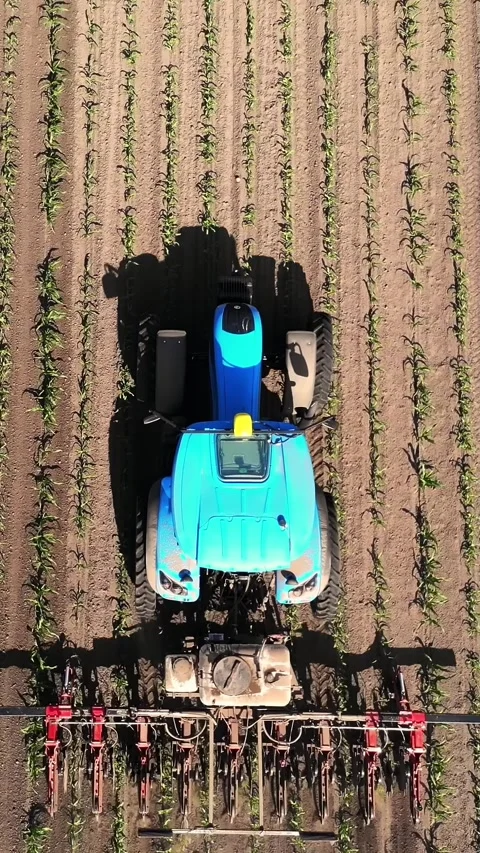 Aero, top view. big tractor rides through the field with a young corn . the Stock Footage 319390419
