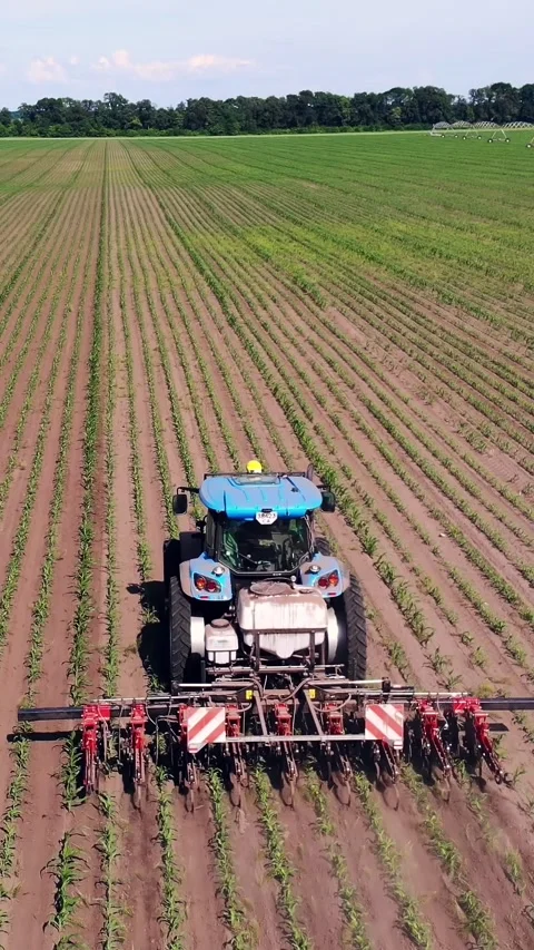 Aero, top view. big tractor rides through the field with a young corn . the Stock Footage 321649002