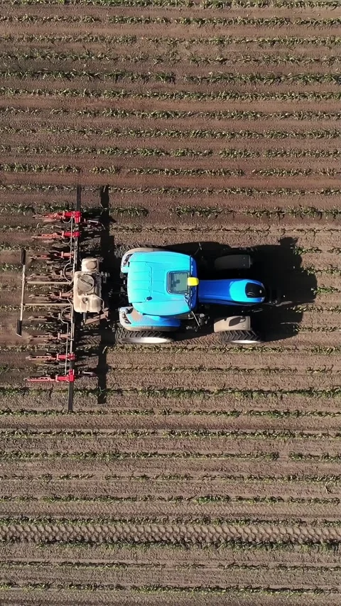 Aero, top view. big tractor rides through the field with a young corn . the Stock Footage 322114315