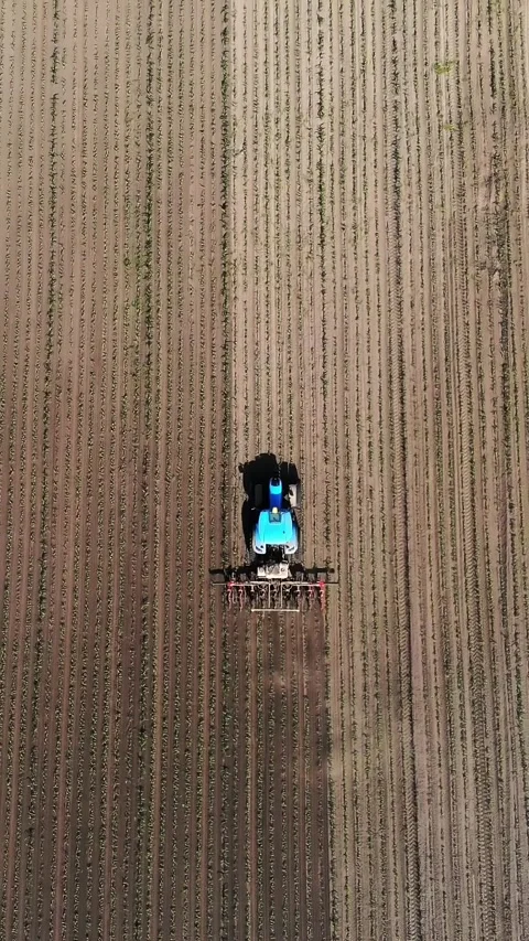Aero, top view. big tractor rides through the field with a young corn . the Stock Footage 323287216
