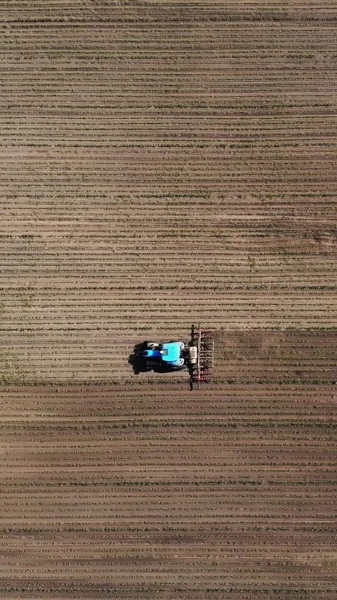 Aero, top view. big tractor rides through the field with a young corn . the 库存影片 323438031