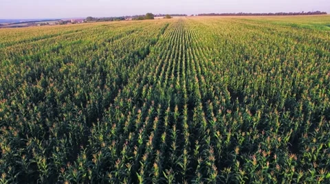 Aero view of the corn field in sunset Stock Footage 60701477