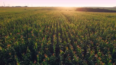 Aero view of the corn field in sunset Stock Footage 60701528