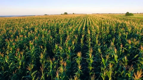 Aero view of the corn field in sunset Stock Footage 60701554