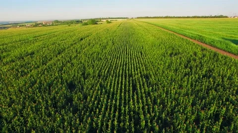 Aero view of the corn field in sunset Stock Footage 60701904