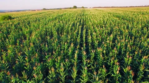Aero view of the corn field in sunset Stock Footage 60701943