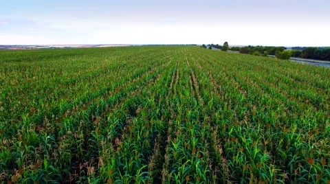 Aero view of the corn field in sunset Stock Footage 60701956