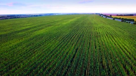 Aero view of the corn field in sunset Stock Footage 60702194