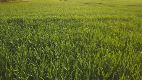 Aero view of green wheat in the field at sunrise. Panned shot of fresh green whe Stock-Footage 129805964